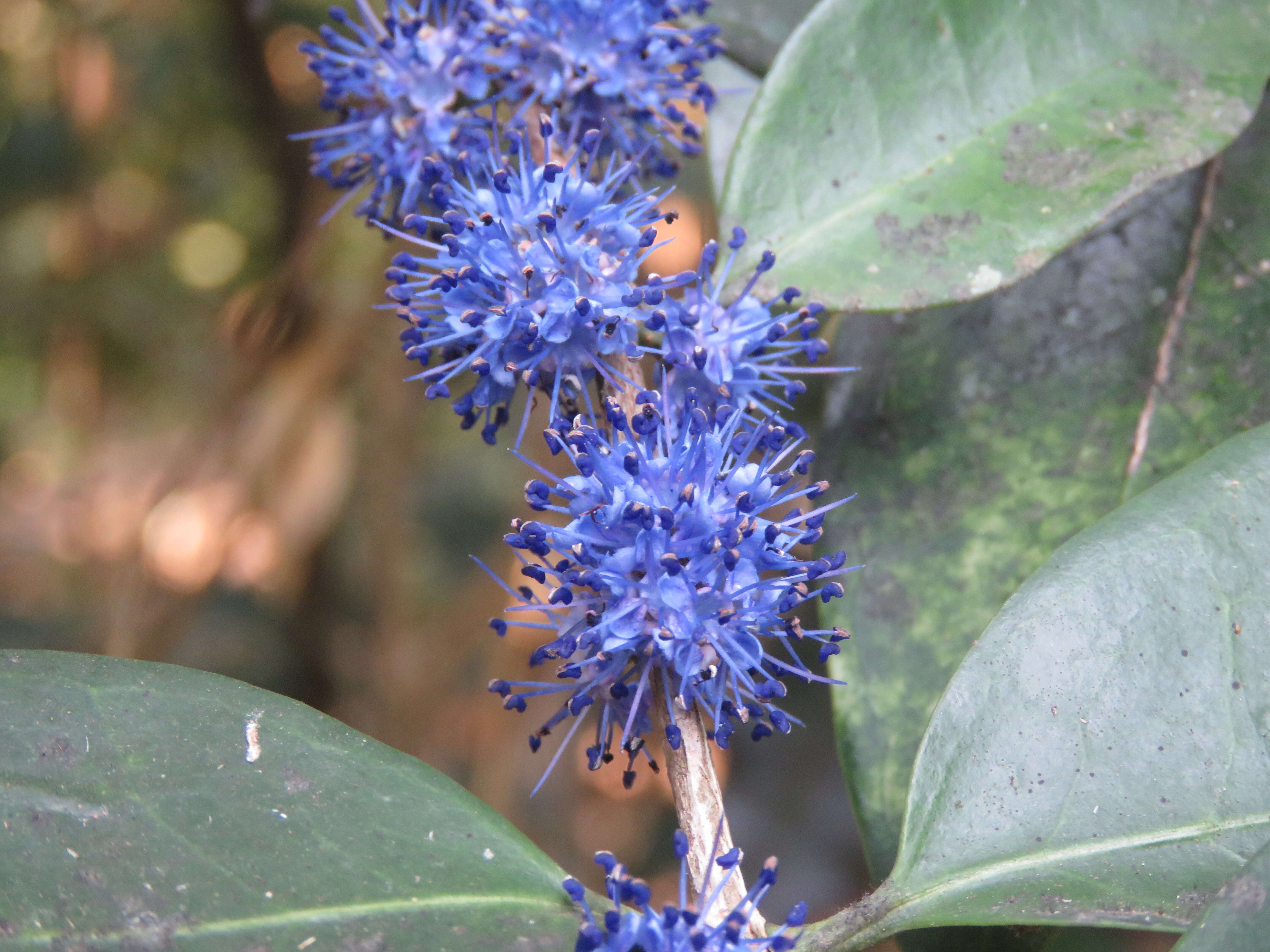 Слика од Memecylon umbellatum Burm. fil.