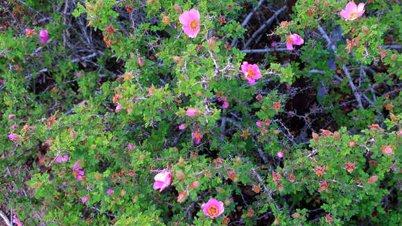 Image of Baja rose