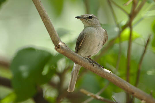 Muscicapa caerulescens (Hartlaub 1865)的圖片