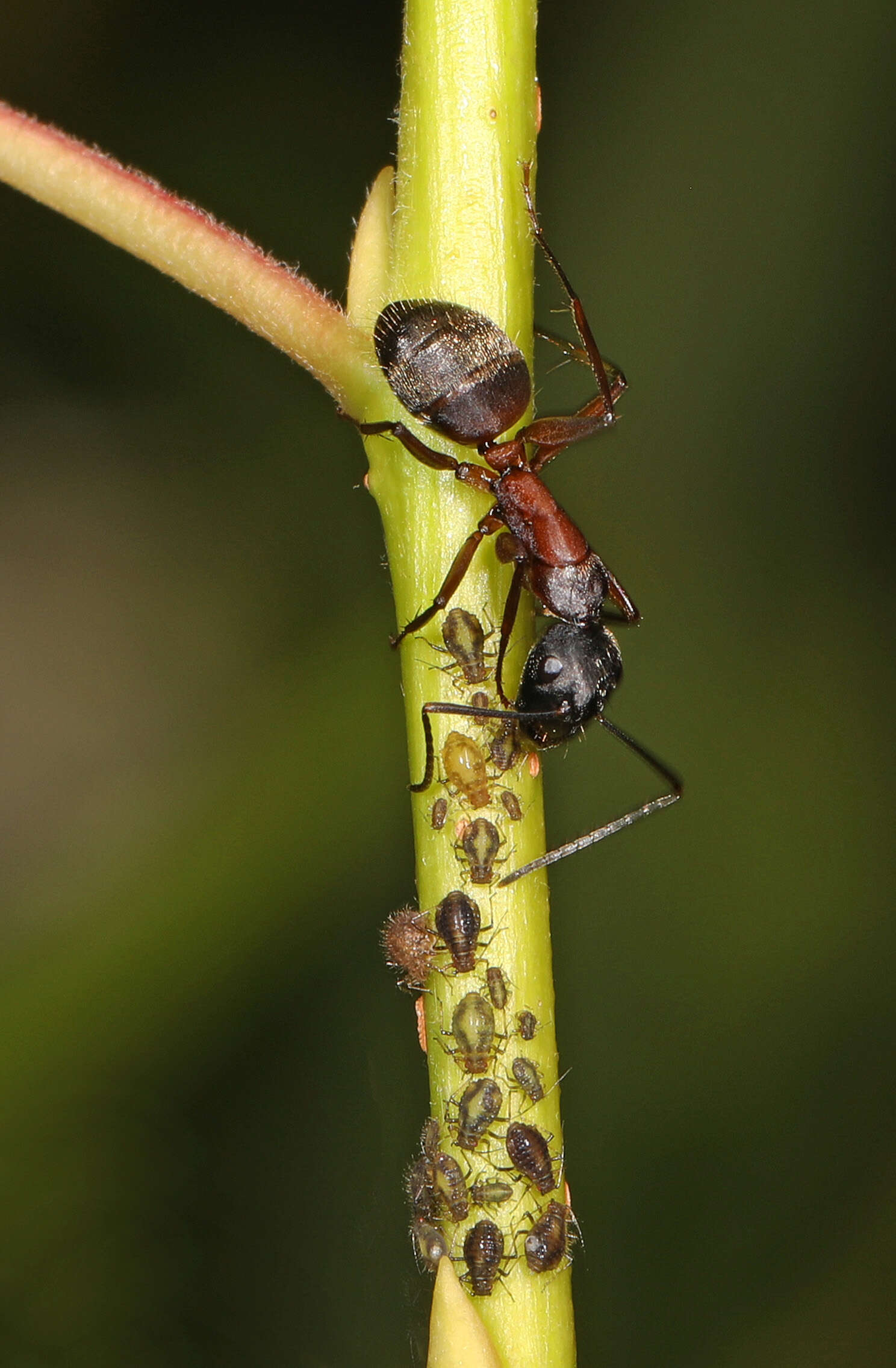 Plancia ëd Camponotus chromaiodes Bolton 1995