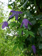 Image of Clematis macropetala Ledeb.