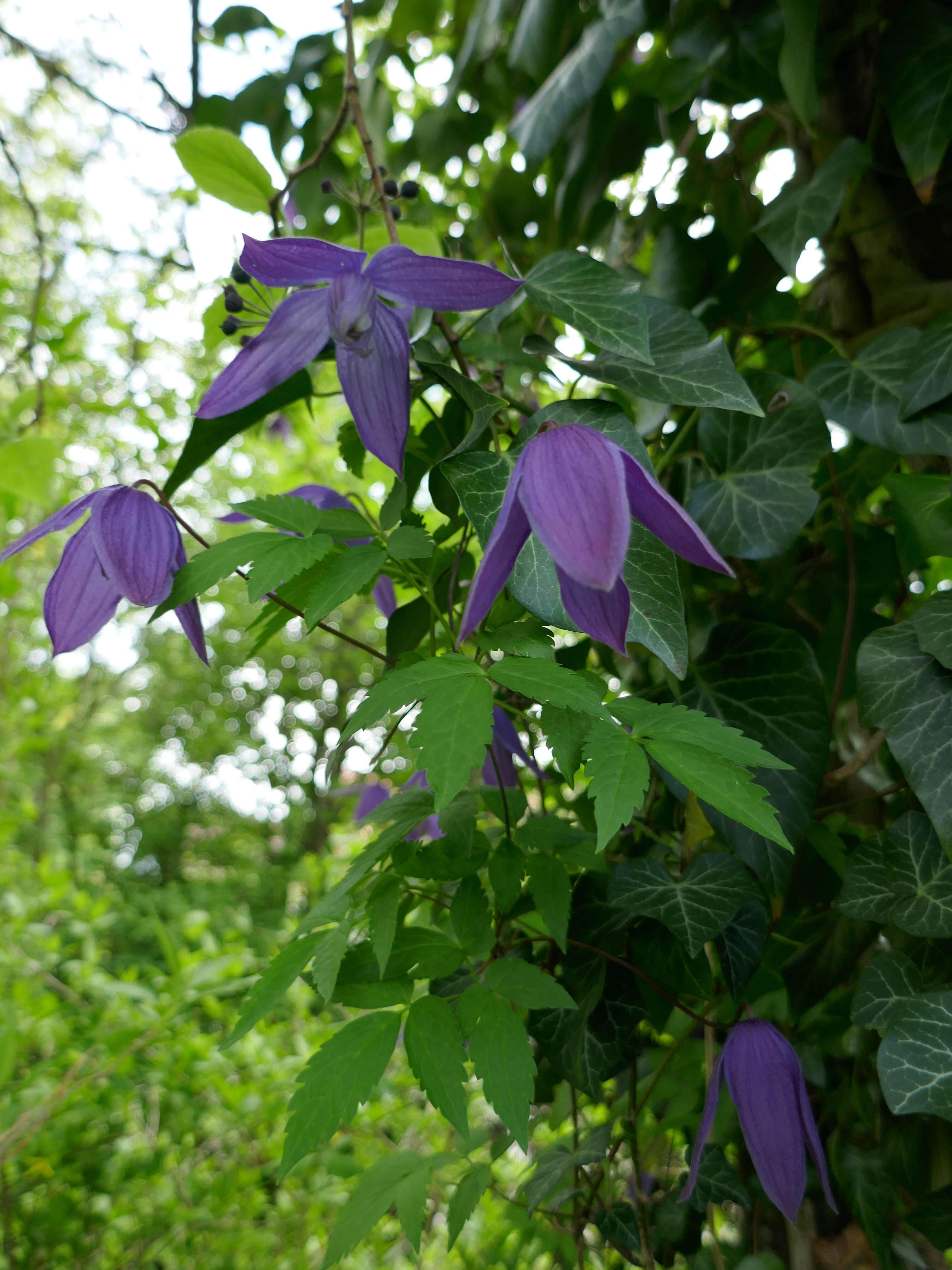 Image of Clematis macropetala Ledeb.