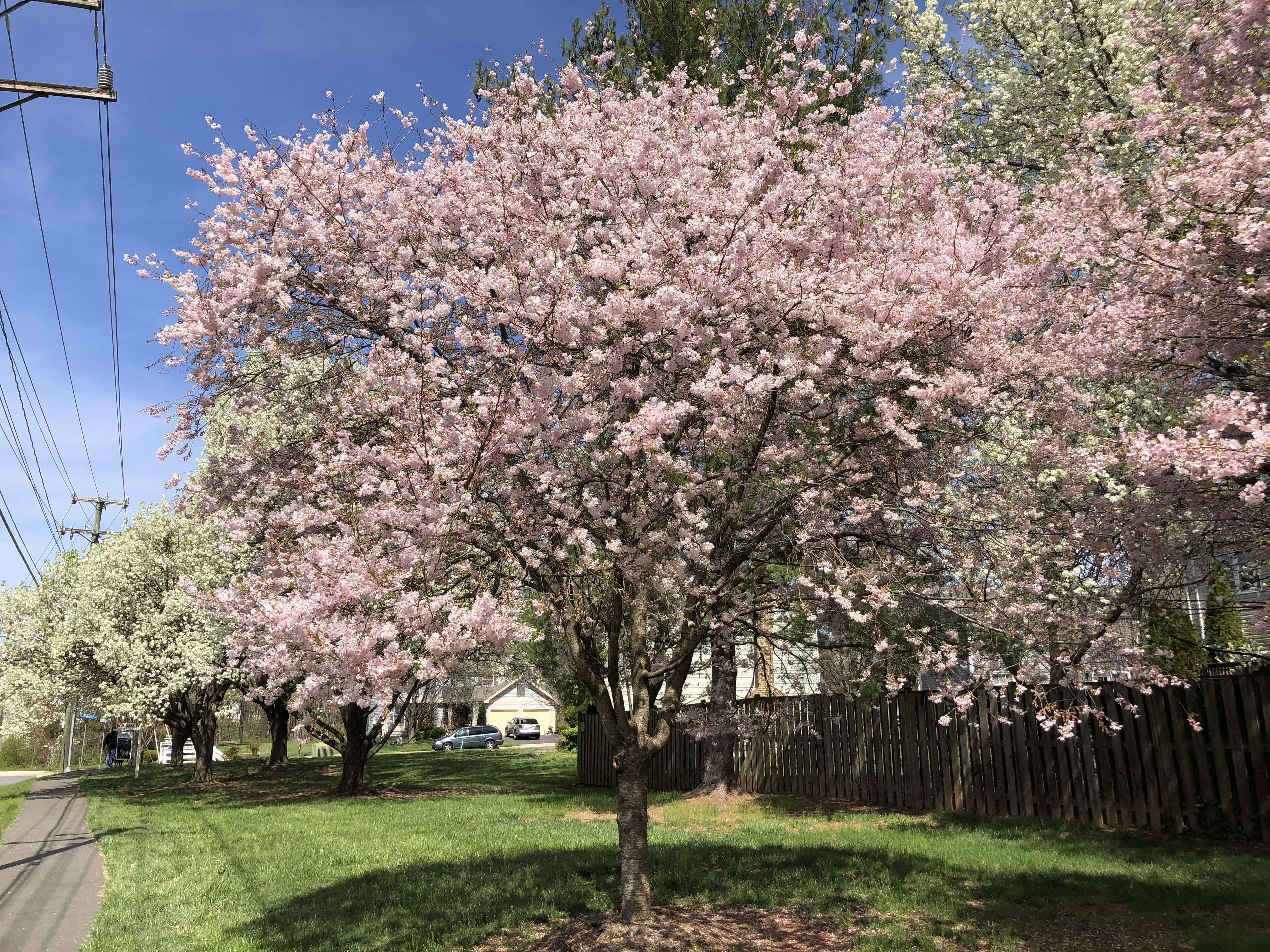 Plancia ëd Prunus subhirtella Miq.