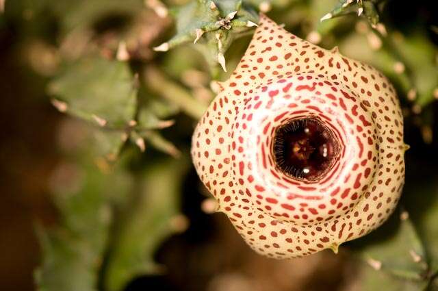 Image of Ceropegia guttata subsp. guttata