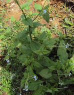 Image of Ceylon hound's tongue