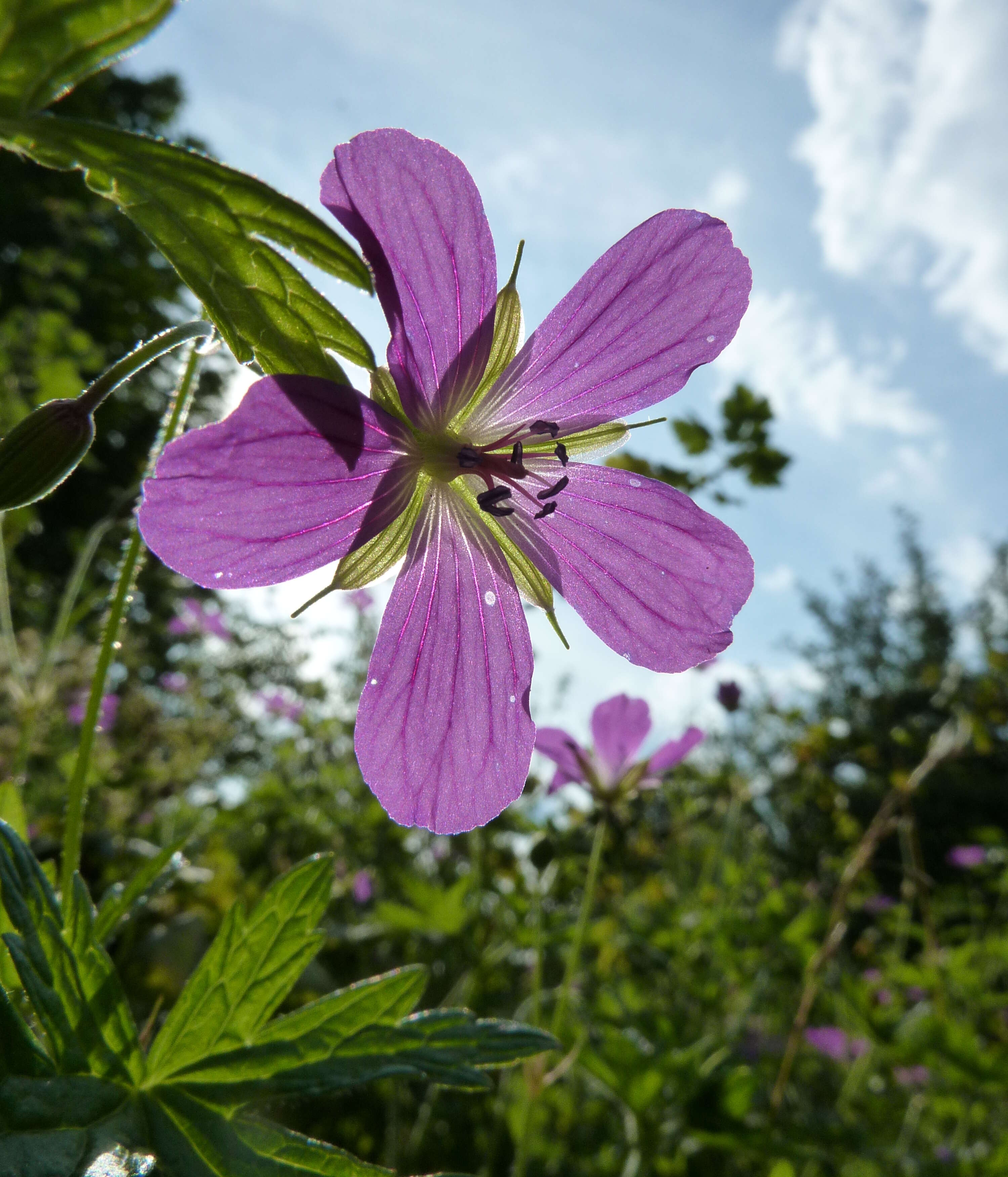 Imagem de Geranium palustre L.