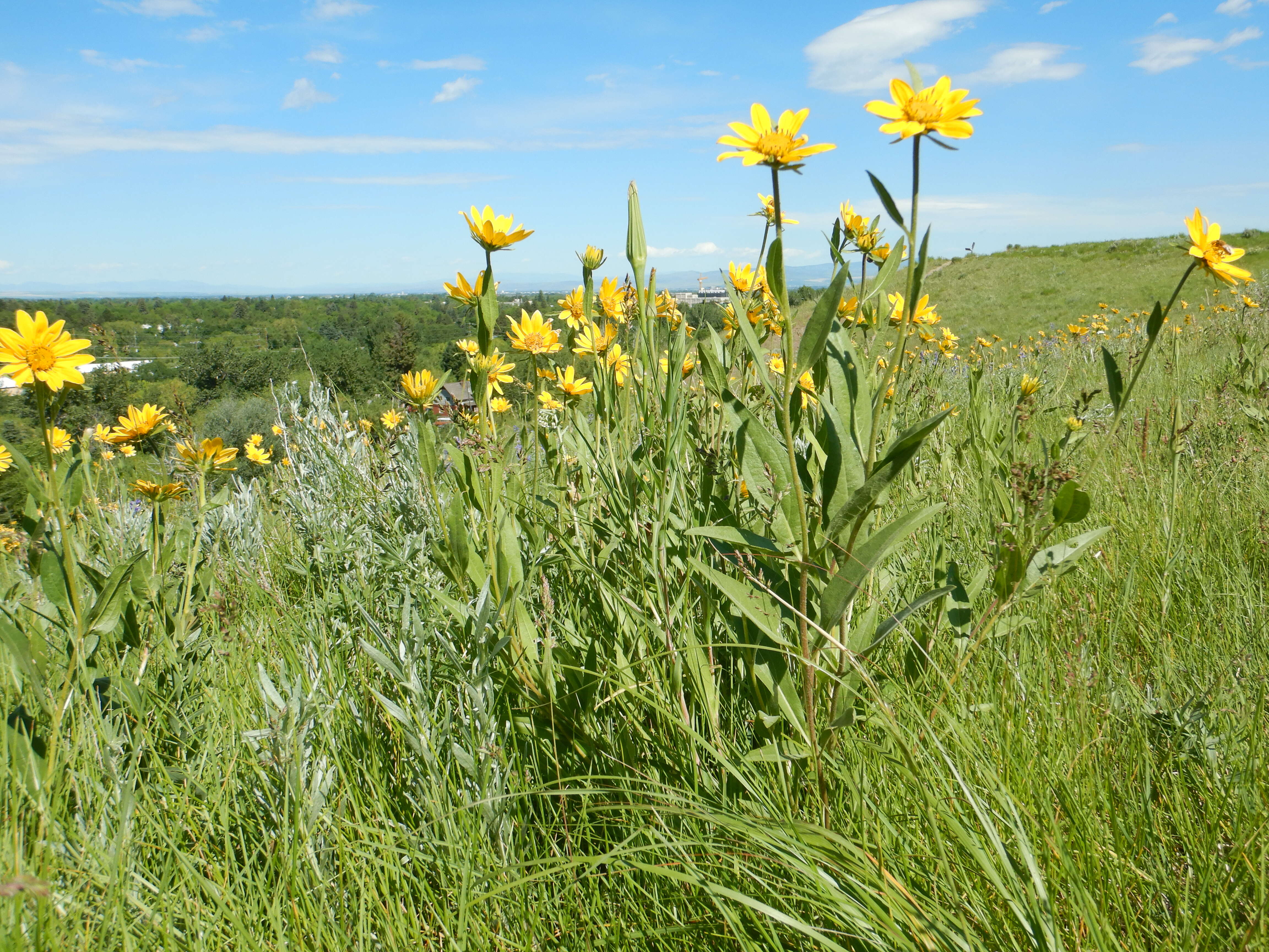 Sivun Helianthella uniflora (Nutt.) Torr. & A. Gray kuva