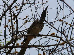 Image of African Grey Hornbill