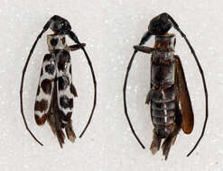 Image of Eunidia multinigromaculata Breuning 1967