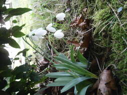 Image of giant snowdrop