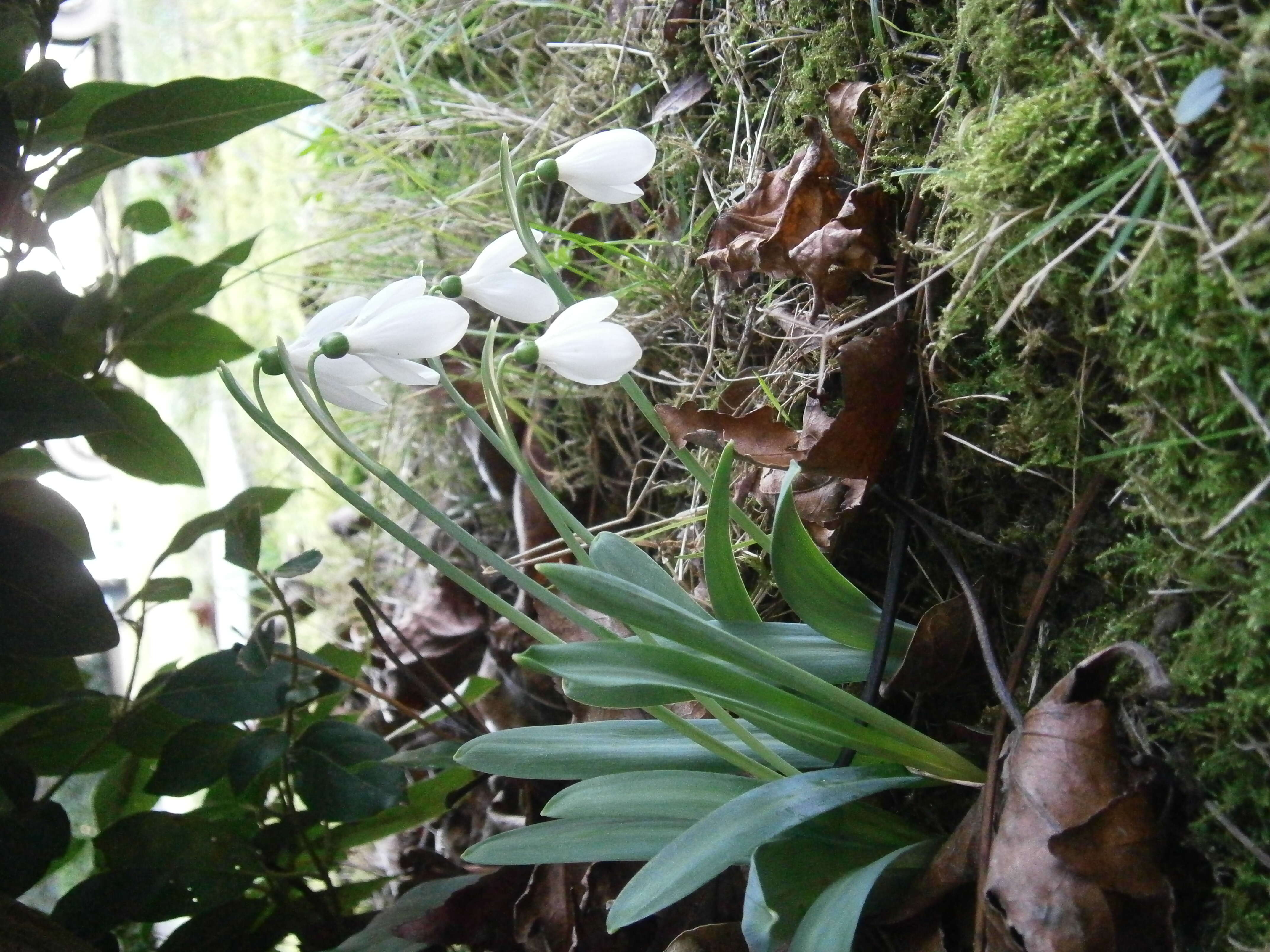 Image of giant snowdrop