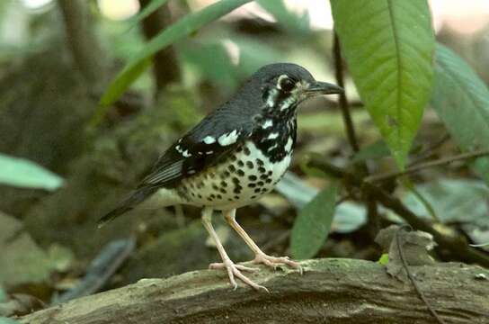 Image of Ashy Thrush