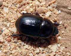 Image of black lawn beetle