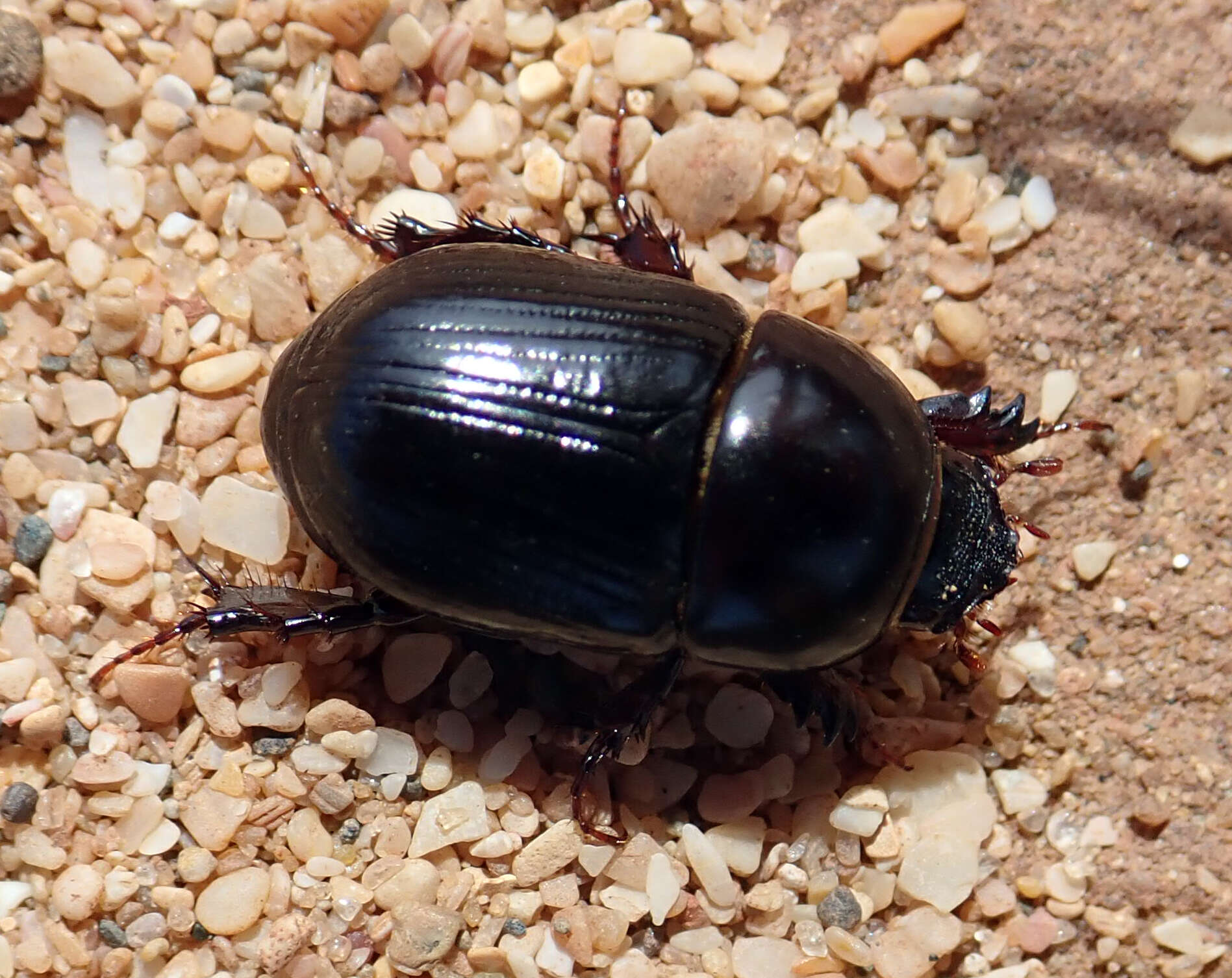 Image of black lawn beetle