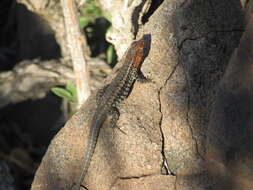 Image of Bibron's Tree Iguana