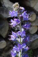 Imagem de Echium vulgare L.