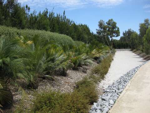 صورة Macrozamia communis L. A. S. Johnson