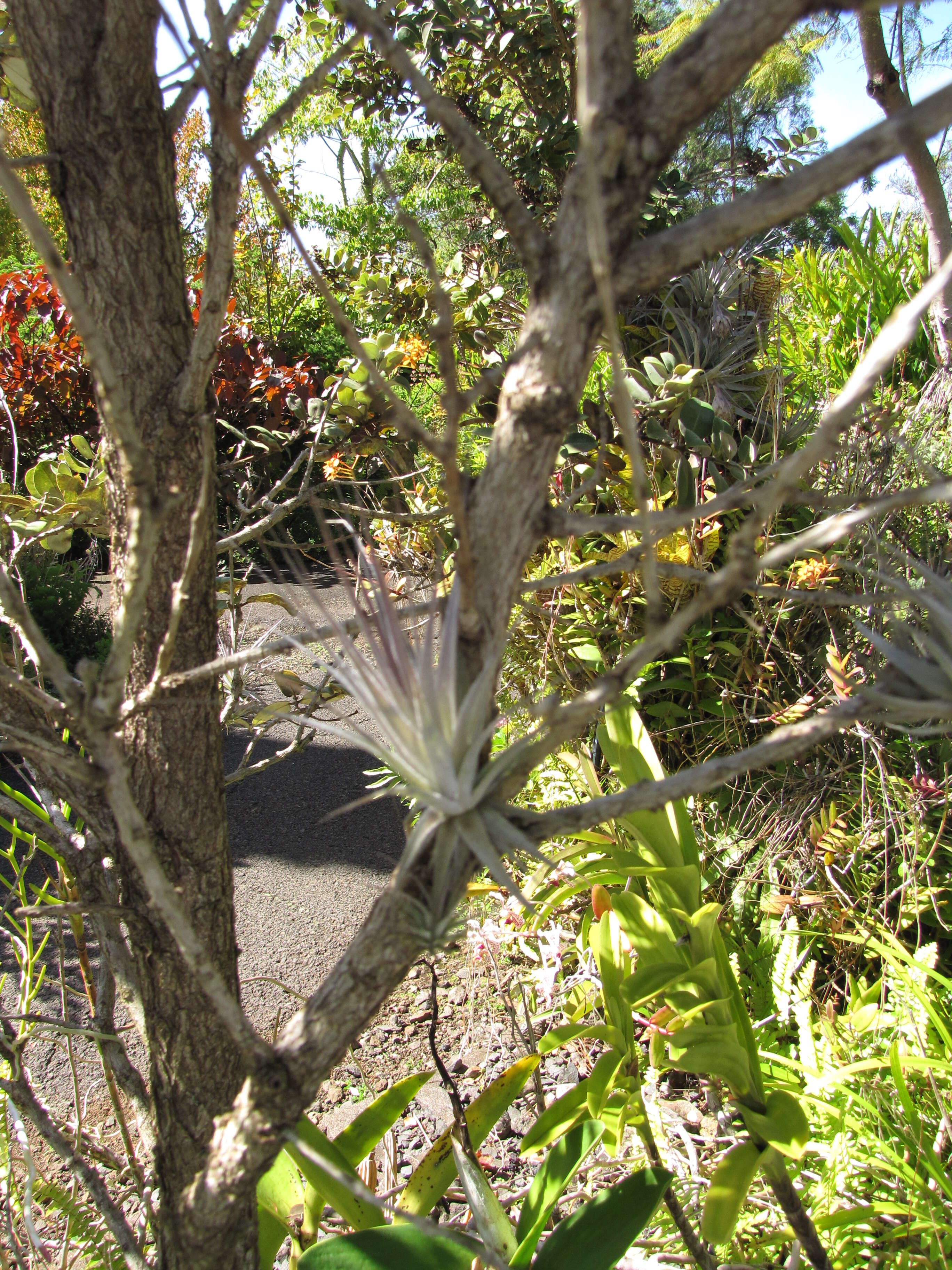 Image of Airplant