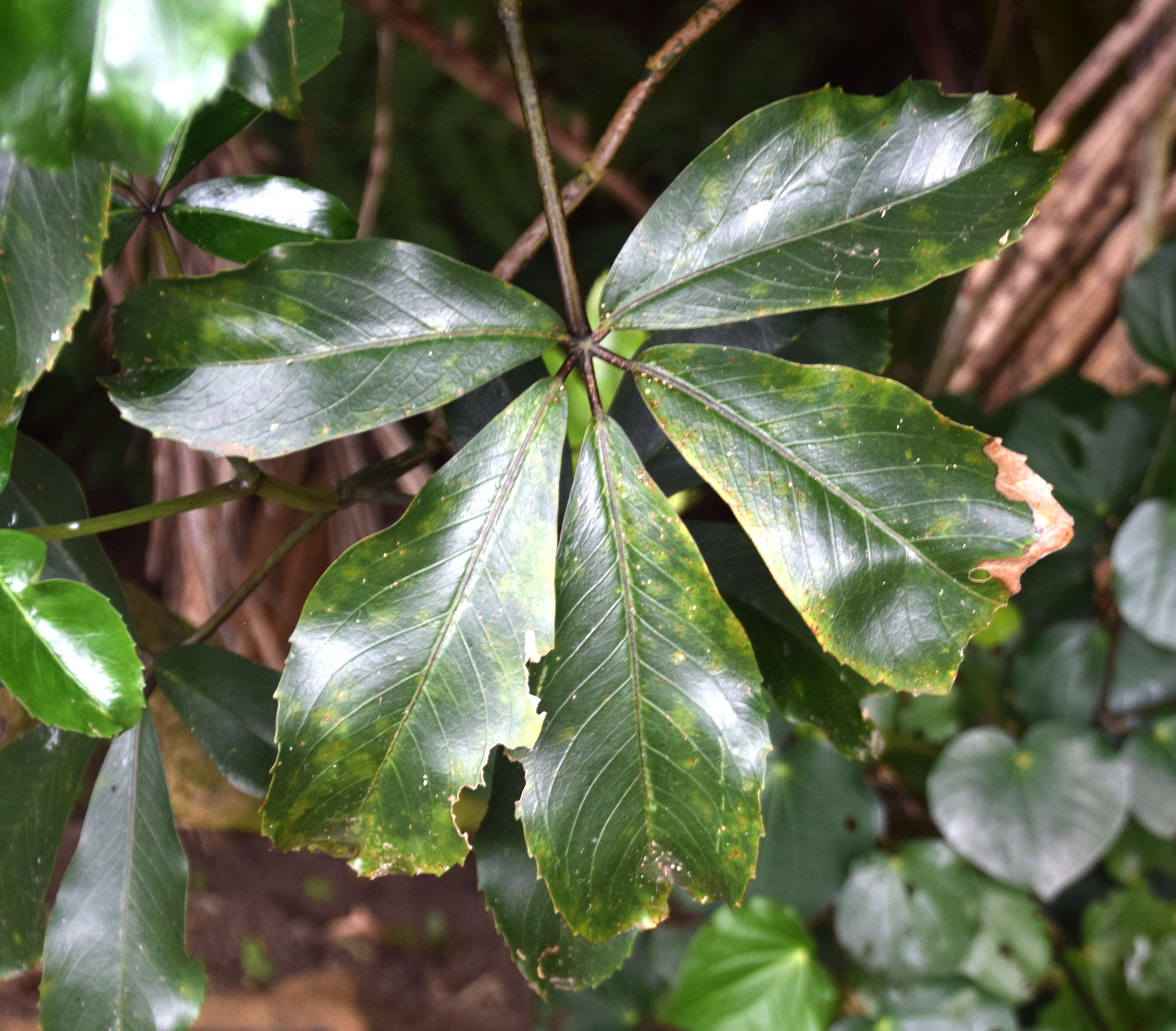 Image of shrub panax