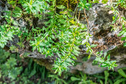 Image of cushion spurge