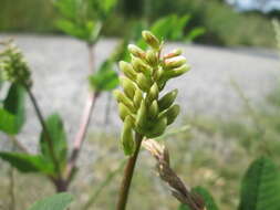 Image of licorice milkvetch