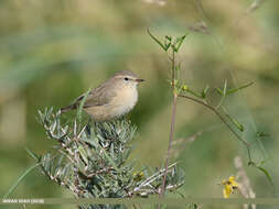 Image of Siberian Chiffchaff