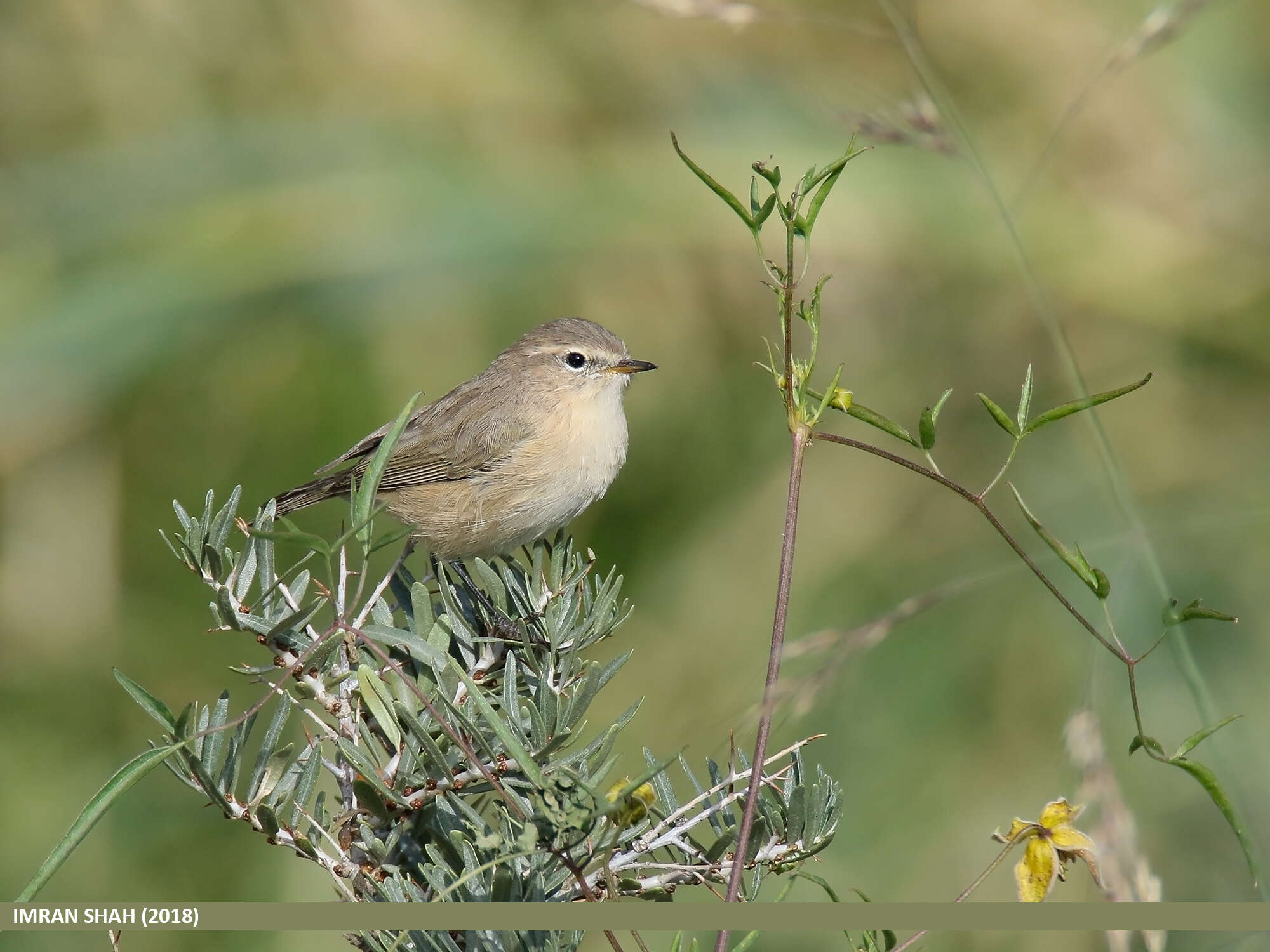 Image of Siberian Chiffchaff