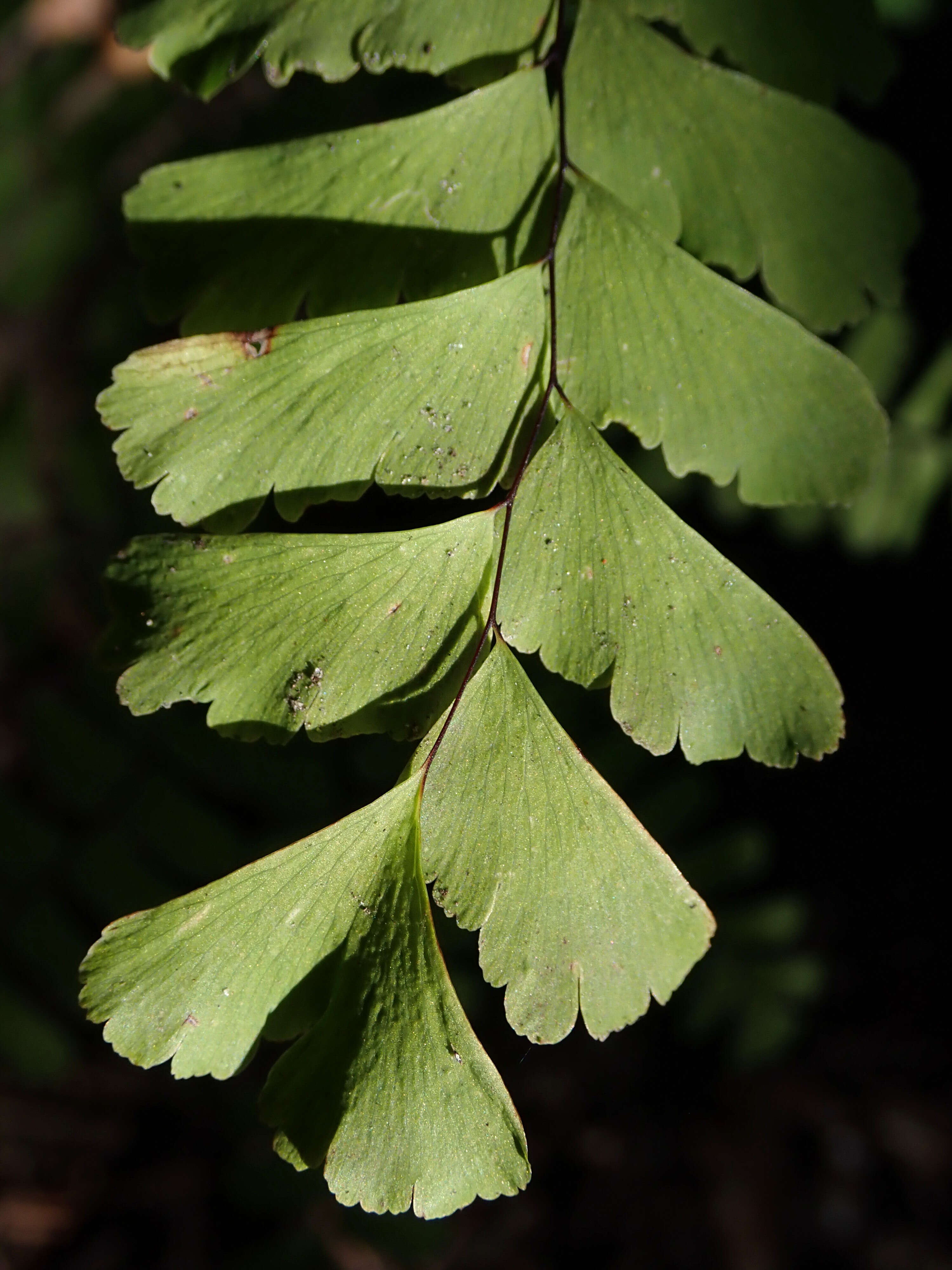 Image of Northern maidenhair fern