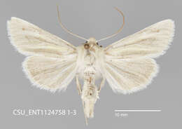 Image of Copablepharon viridisparsa Dod 1916