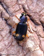 Image of Vivid Metallic Ground Beetles