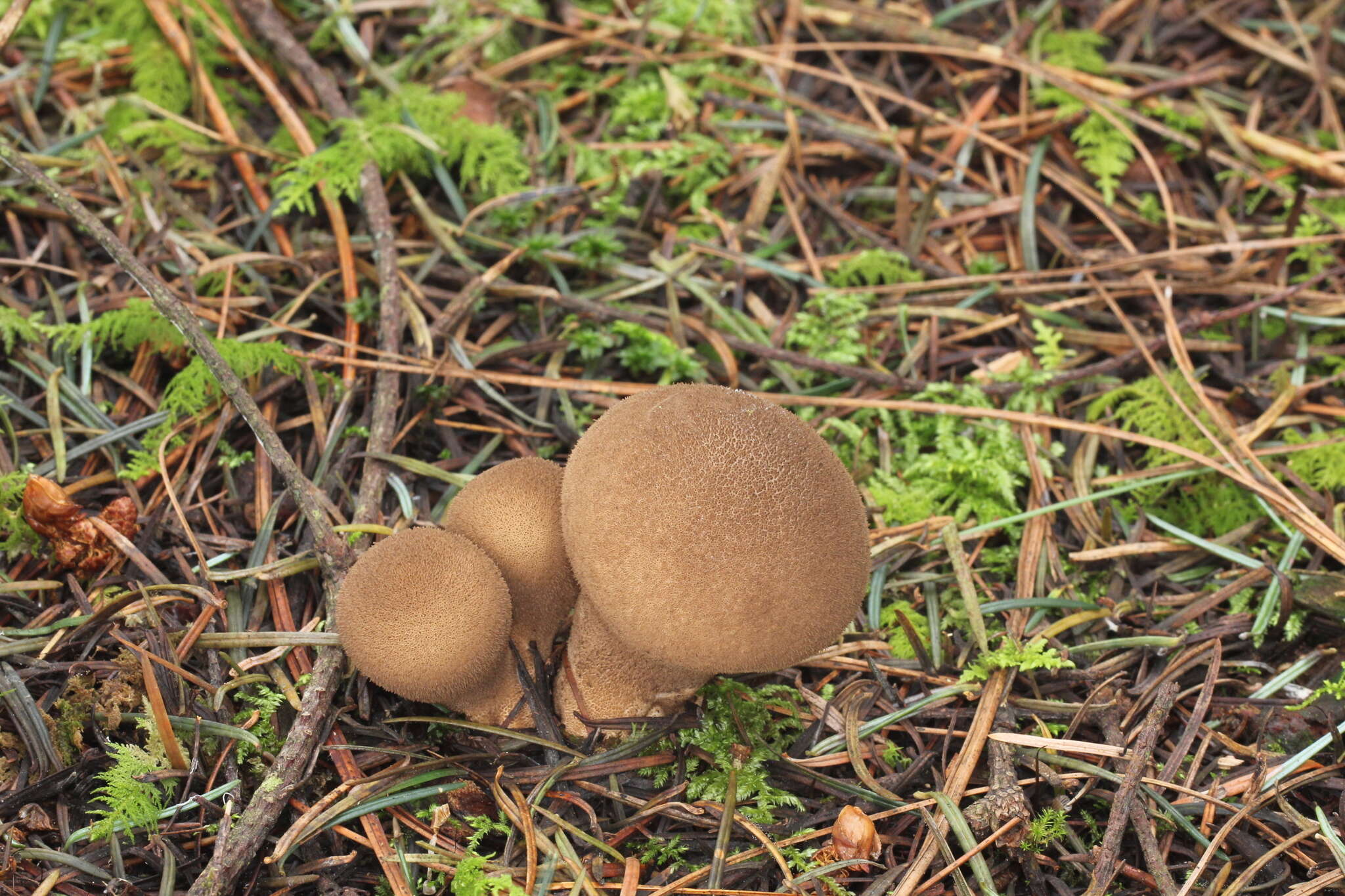 Imagem de Lycoperdon umbrinum Pers. 1801