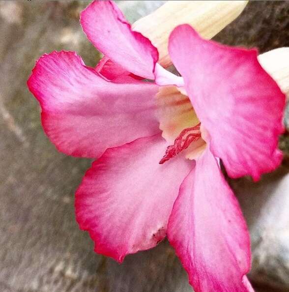 Image of Desert Rose