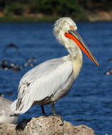 Image of Dalmatian Pelican