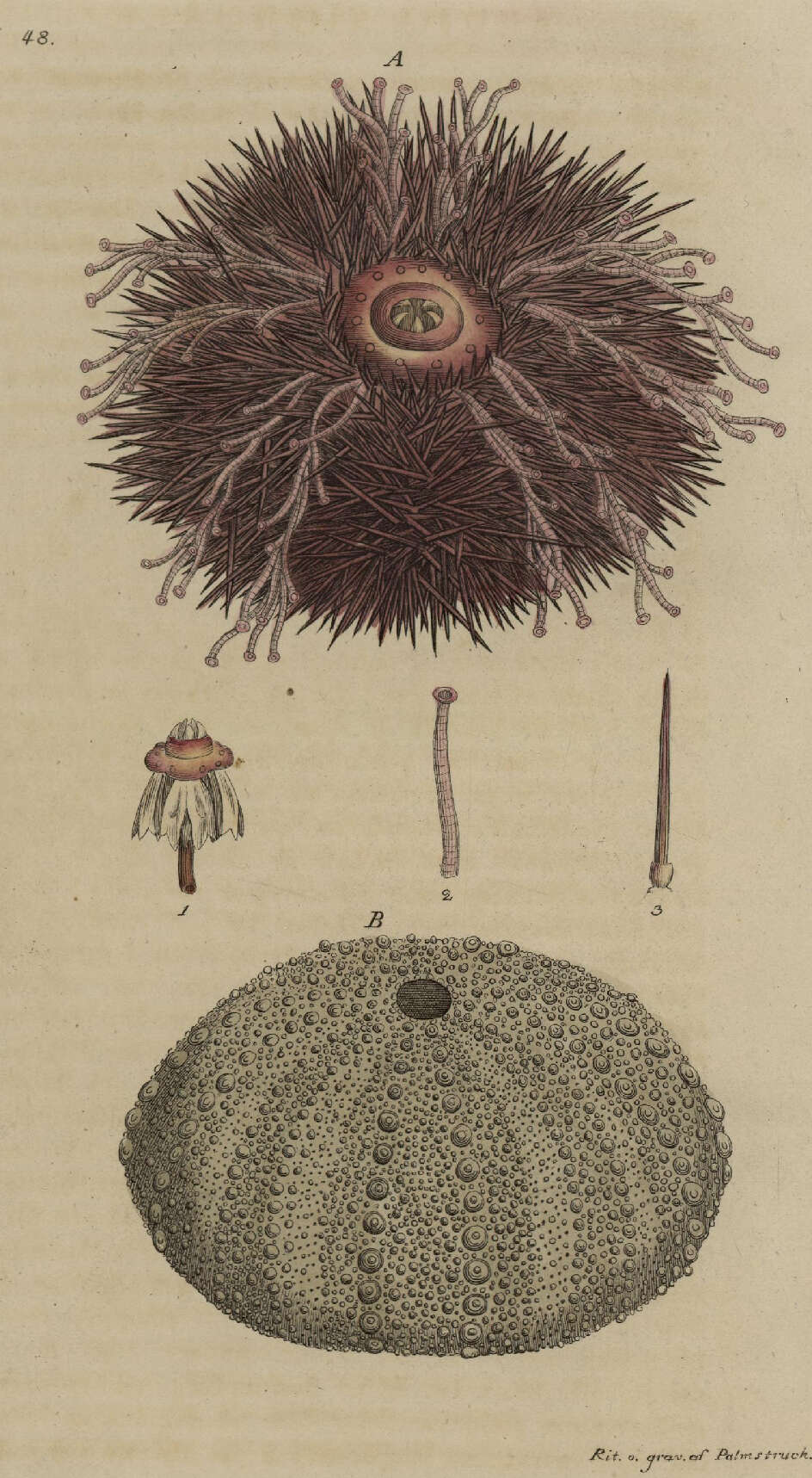 Image of Edible sea urchin