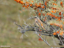 Image of Eversmann's Redstart