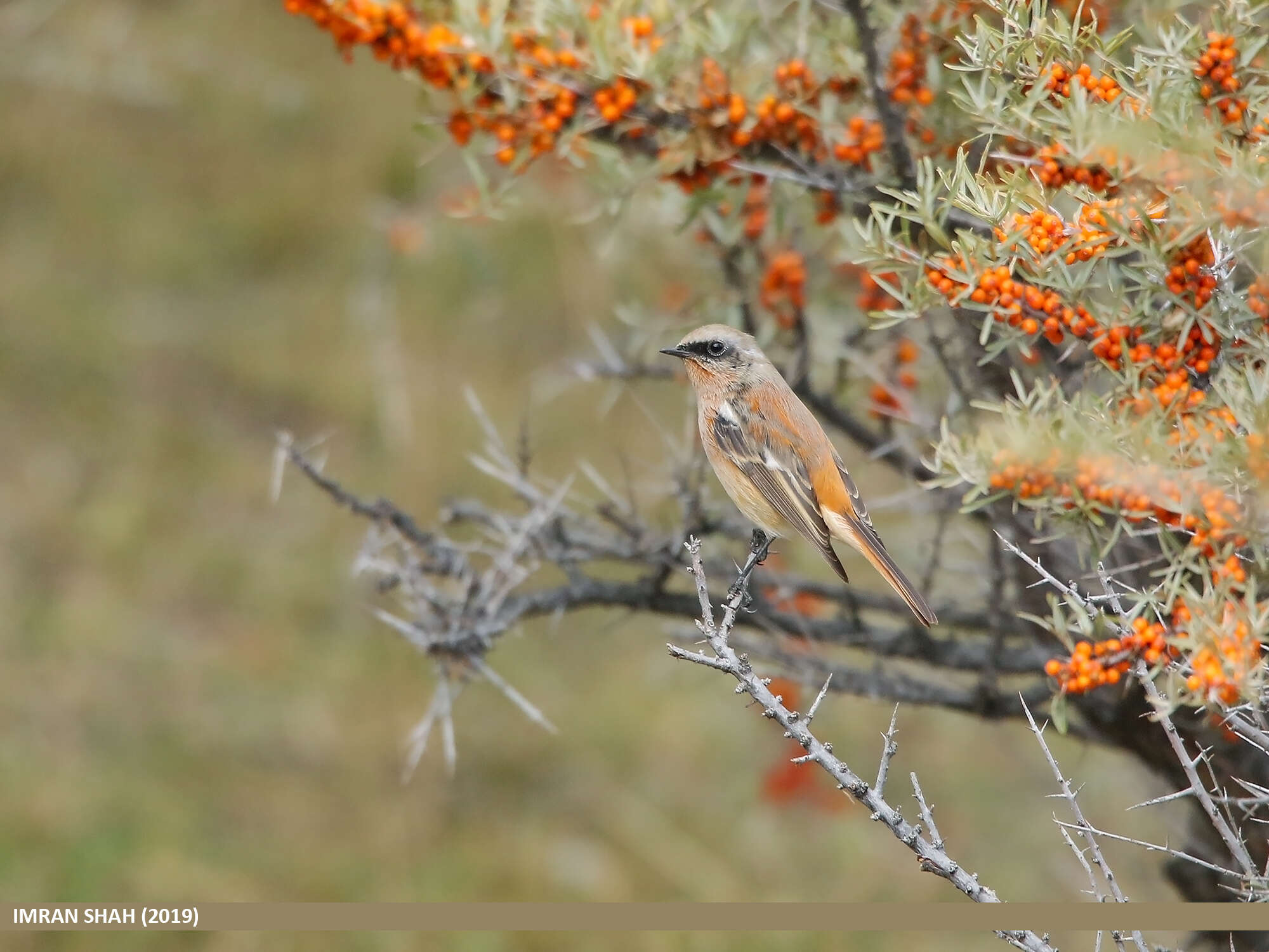 Image of Eversmann's Redstart