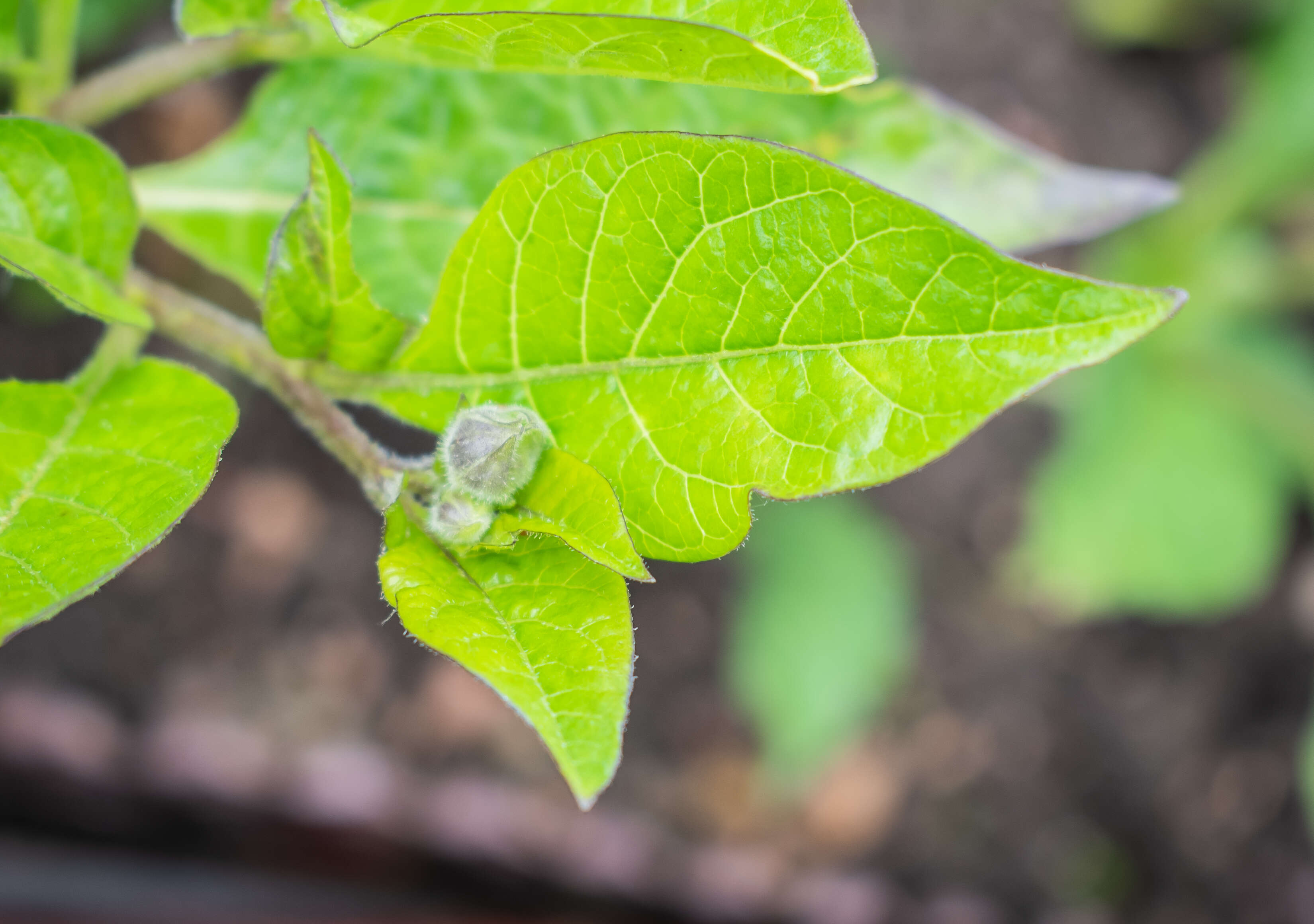 Image of Deadly Nightshade