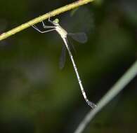 Platylestes kirani resmi