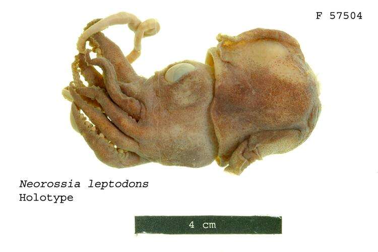 Sivun Neorossia leptodons A. Reid 1992 kuva