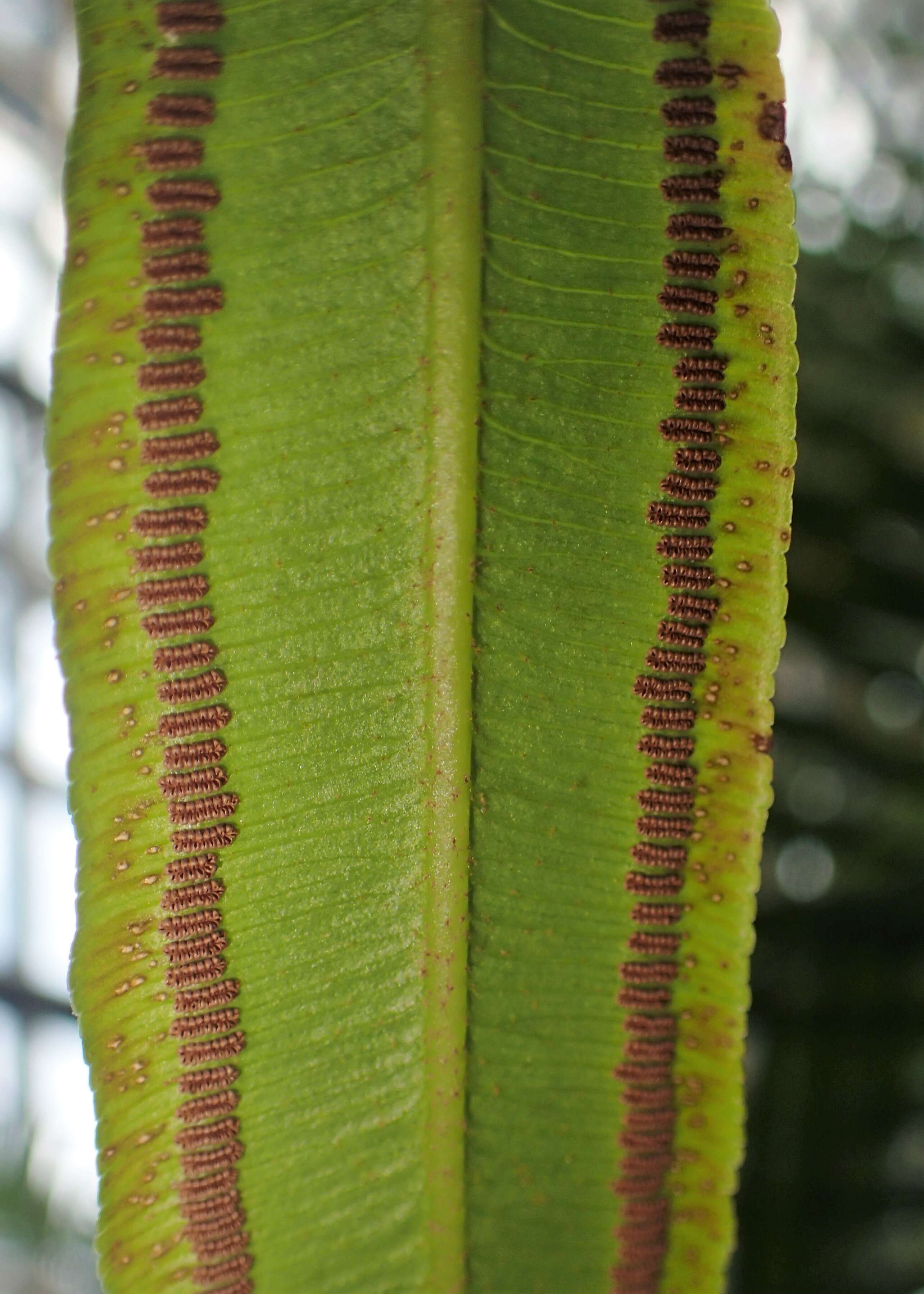 Image of angiopteris fern