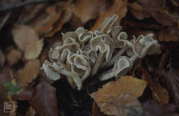 Helvella elastica Bull. 1785的圖片