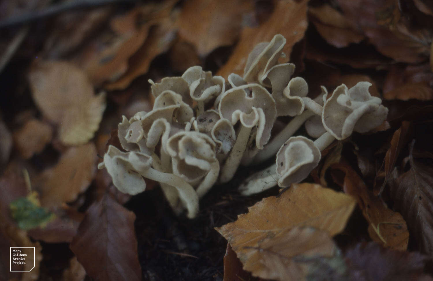 Helvella elastica Bull. 1785的圖片