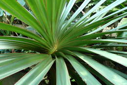 Image of common screwpine