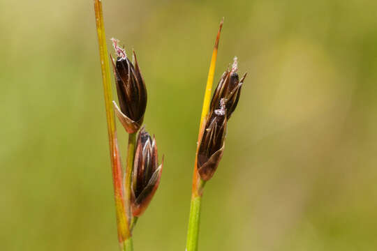 Слика од Juncus drummondii E. Mey.