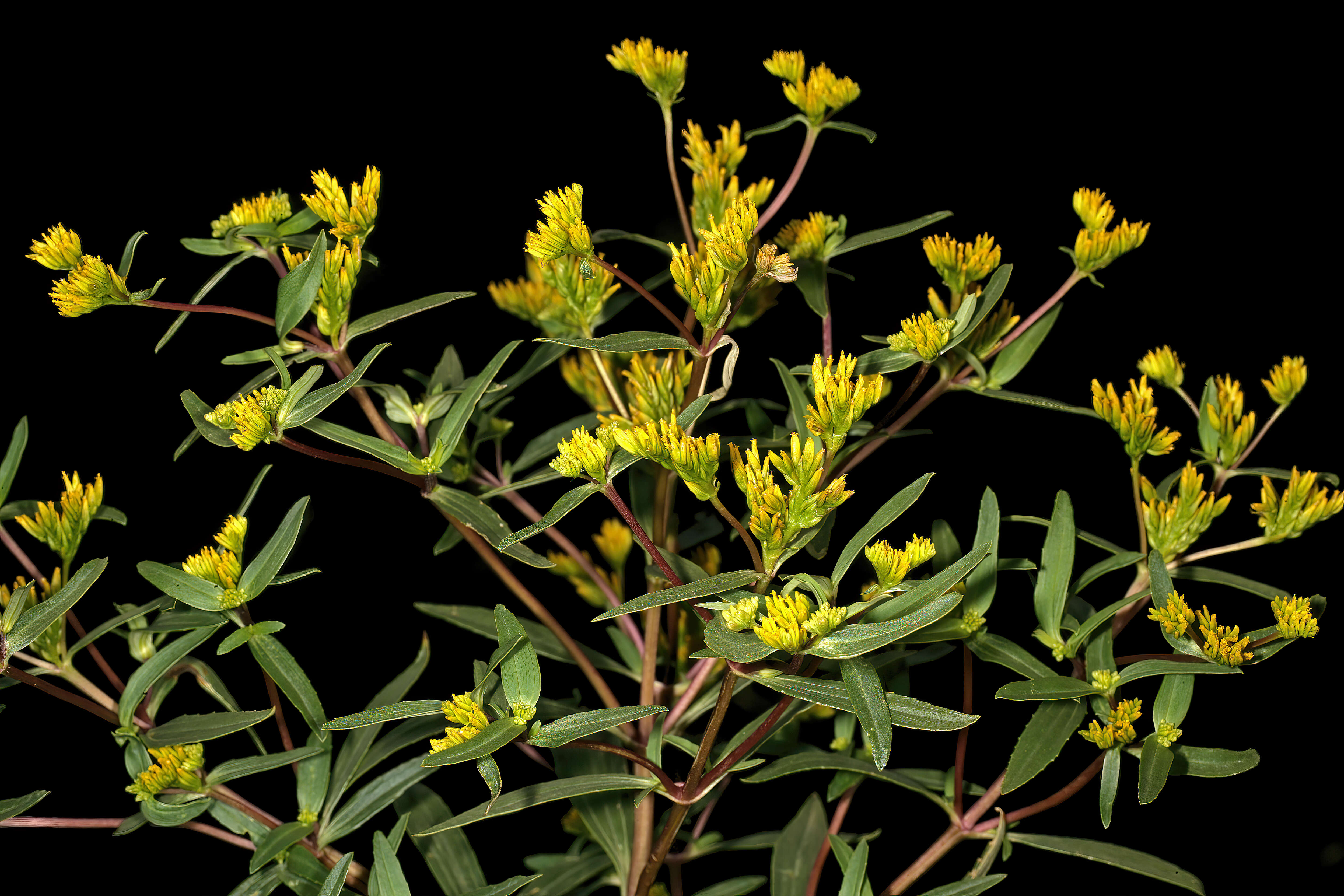 Image of coastal plain yellowtops