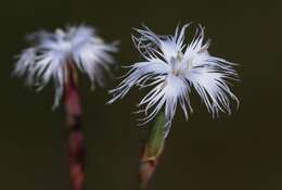 Image of hairy carnation