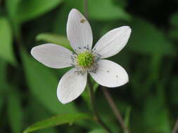 Image de <i>Anemone rivularis</i>