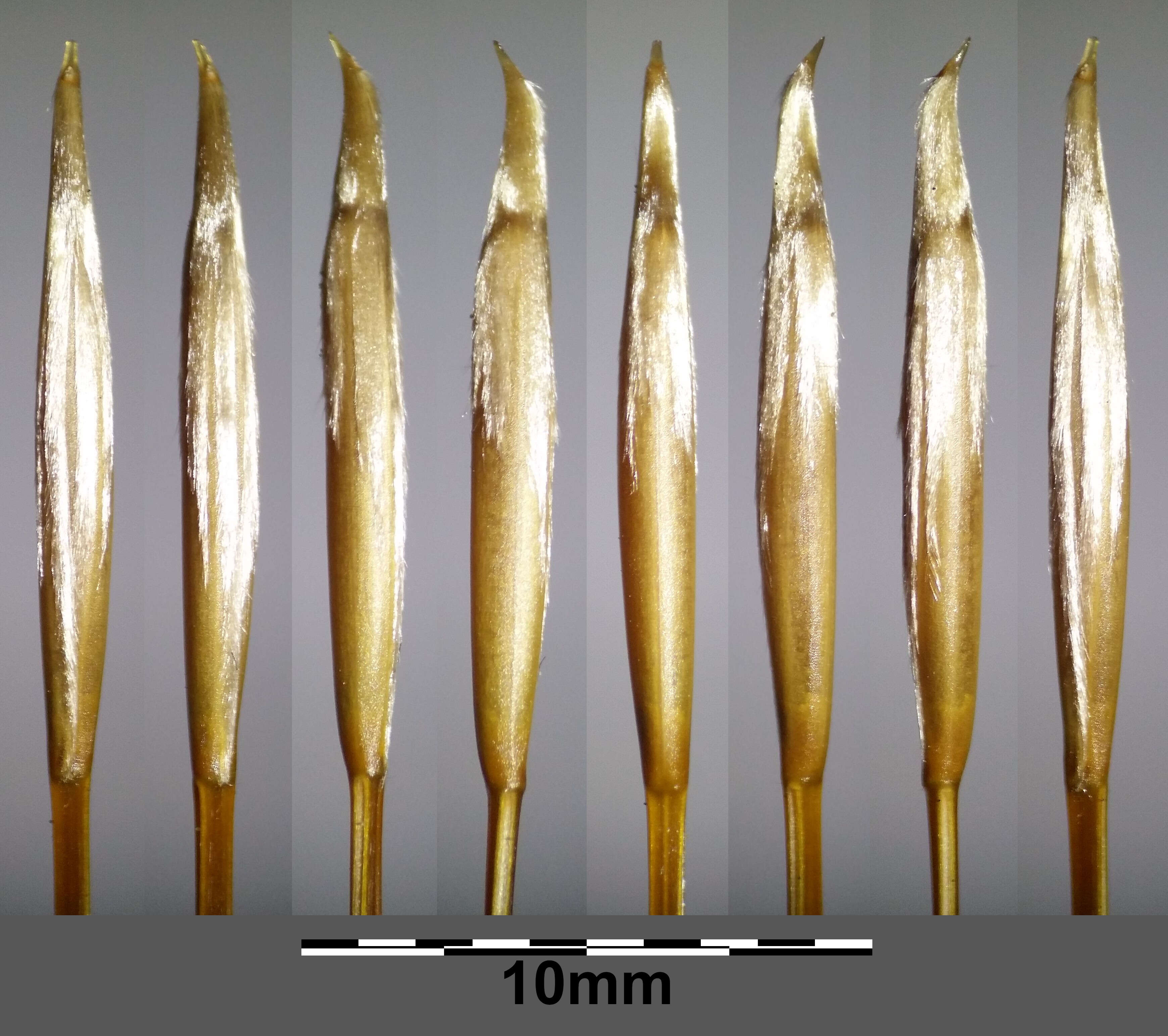 Image of European feather grass