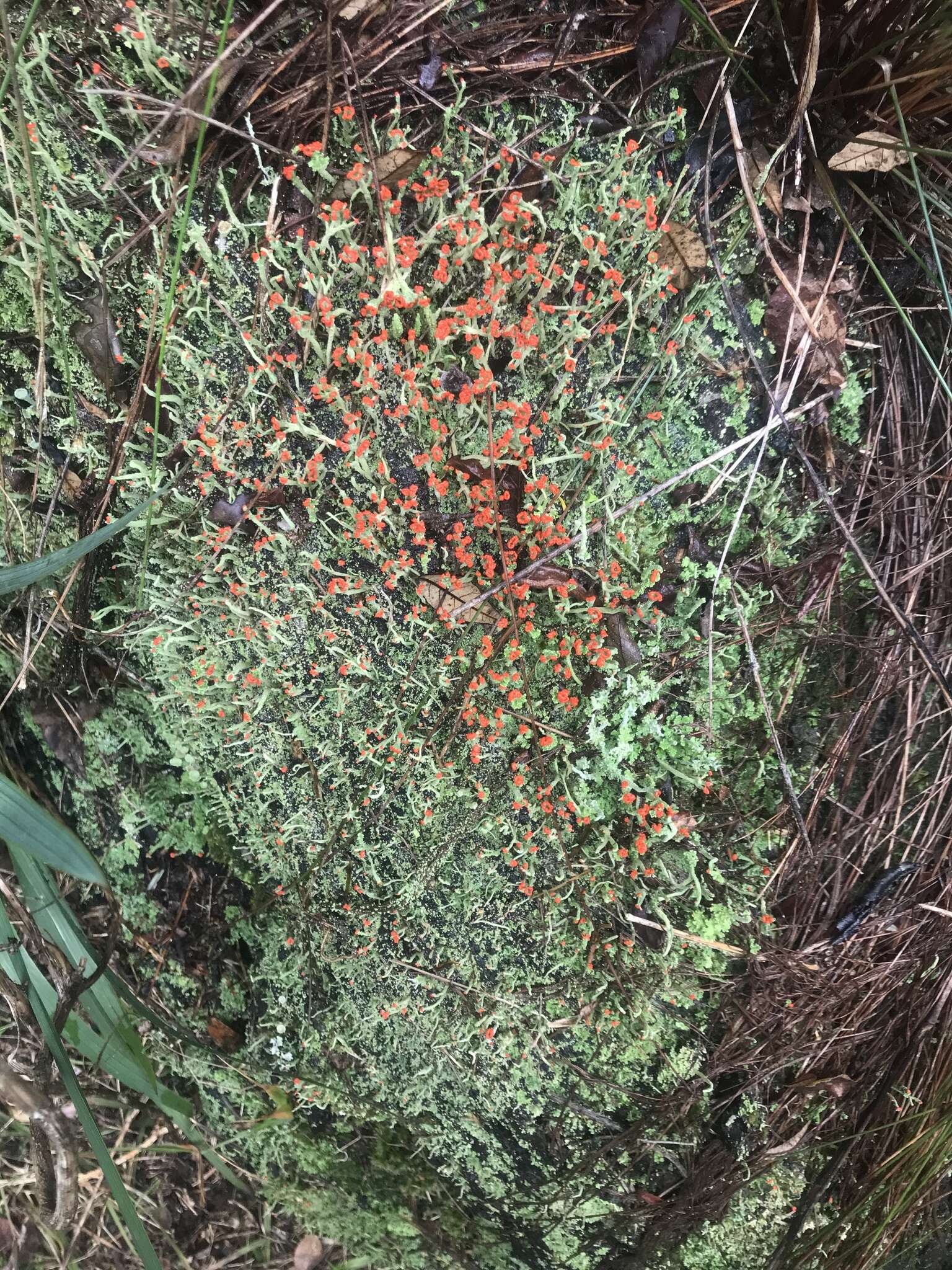 Image of Cladonia macilenta