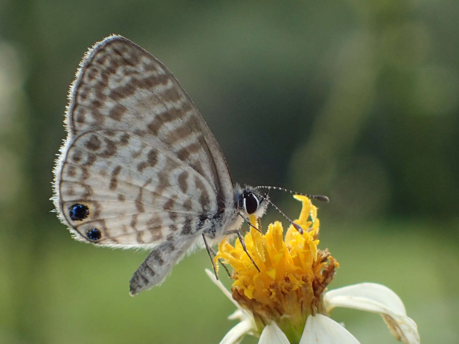 Image of Cassius Blue